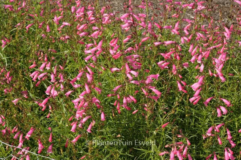 Penstemon ‘Evelyn’