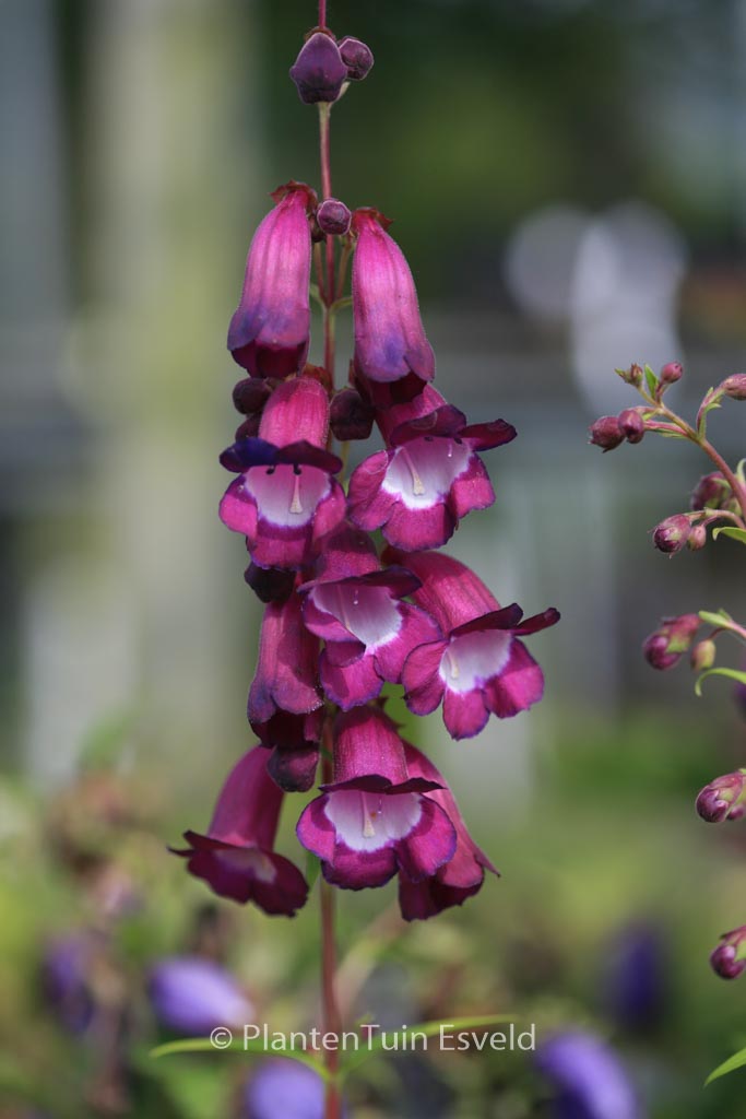 Penstemon ‘Purple Passion’