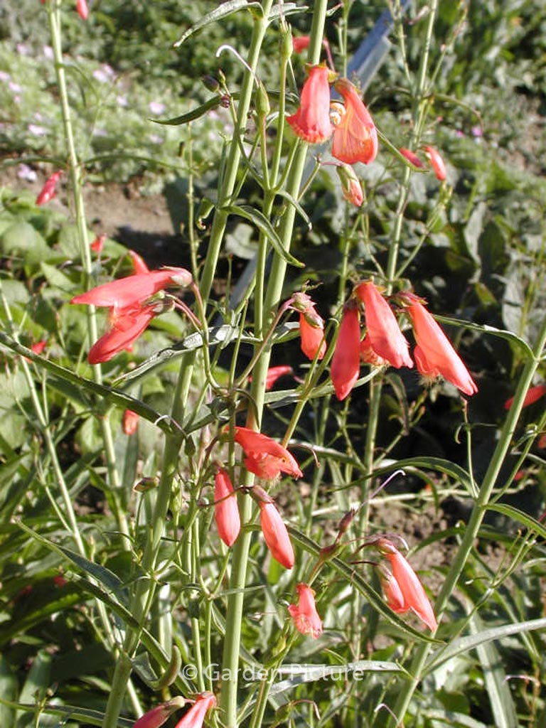 Penstemon barbatus ‘Coccineus’