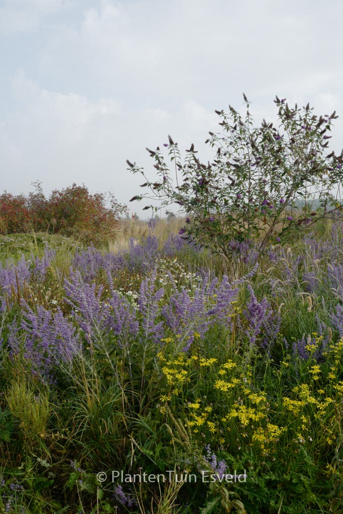 Perovskia ‘Blue Spire’