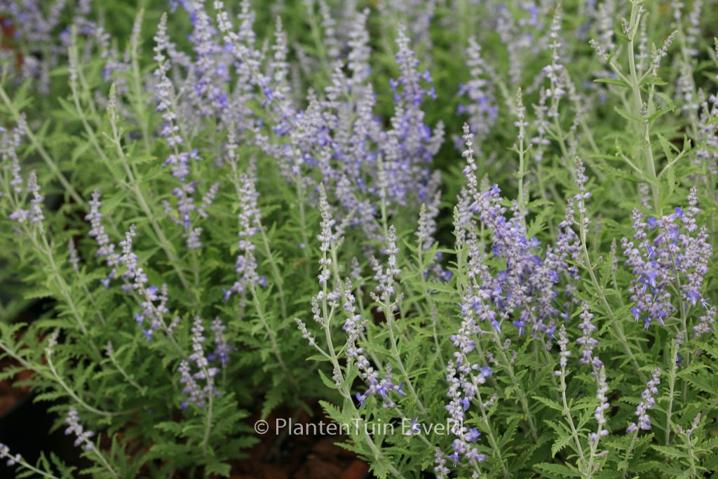 Perovskia atriplicifolia ‘Lisslitt’ (LACEY BLUE)