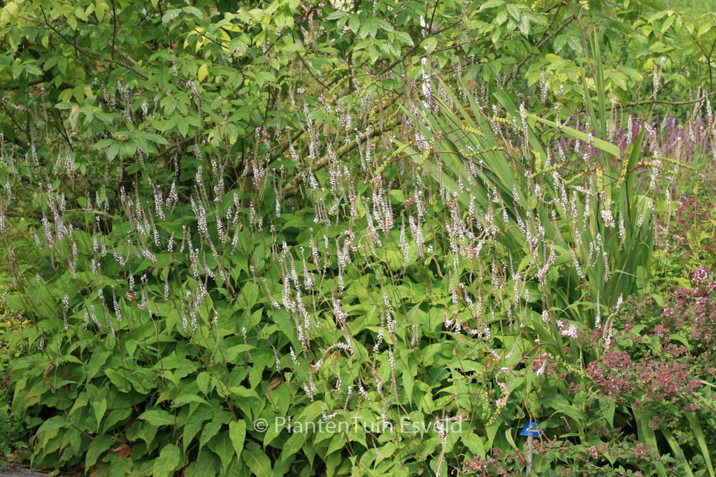 Persicaria amplexicaulis ‘Alba’