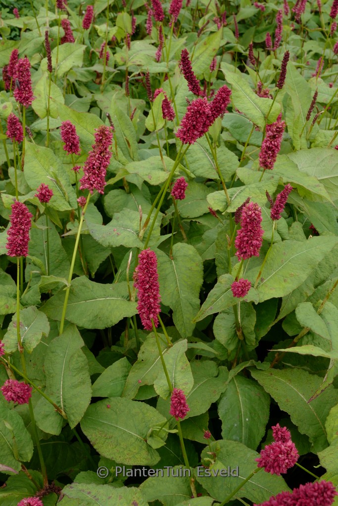 Persicaria amplexicaulis ‘Black Adder’