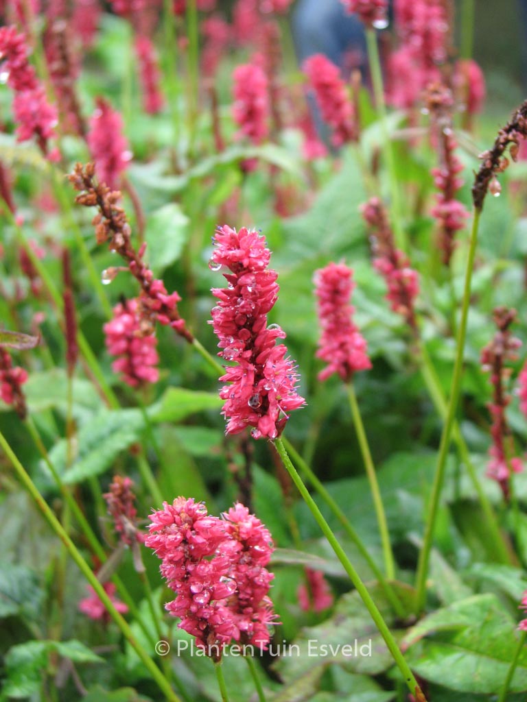 Persicaria amplexicaulis ‘Delgado Macho’