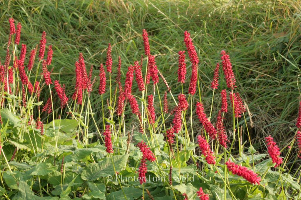 Persicaria amplexicaulis ‘JS Calor’