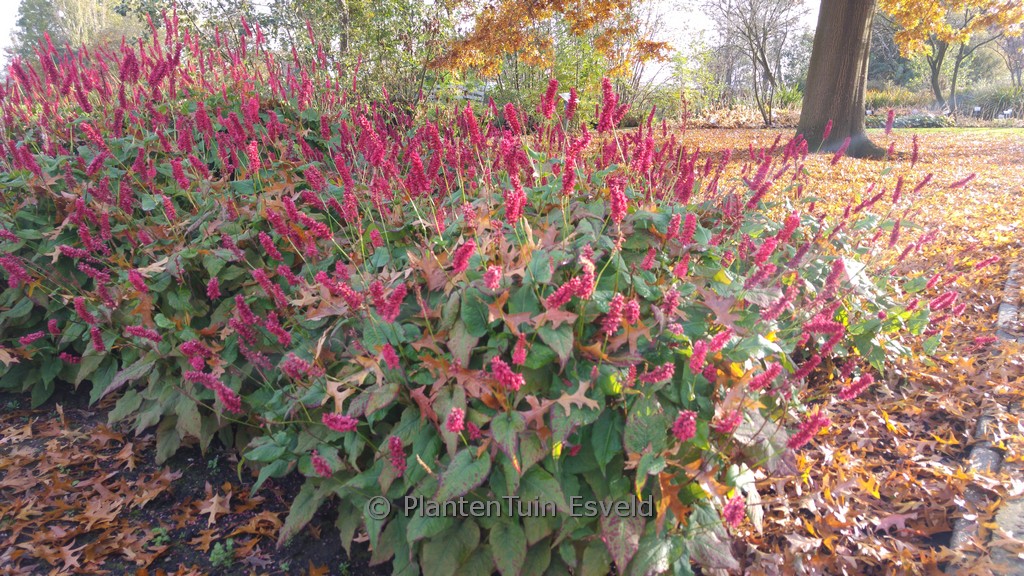 Persicaria amplexicaulis ‘Taurus’