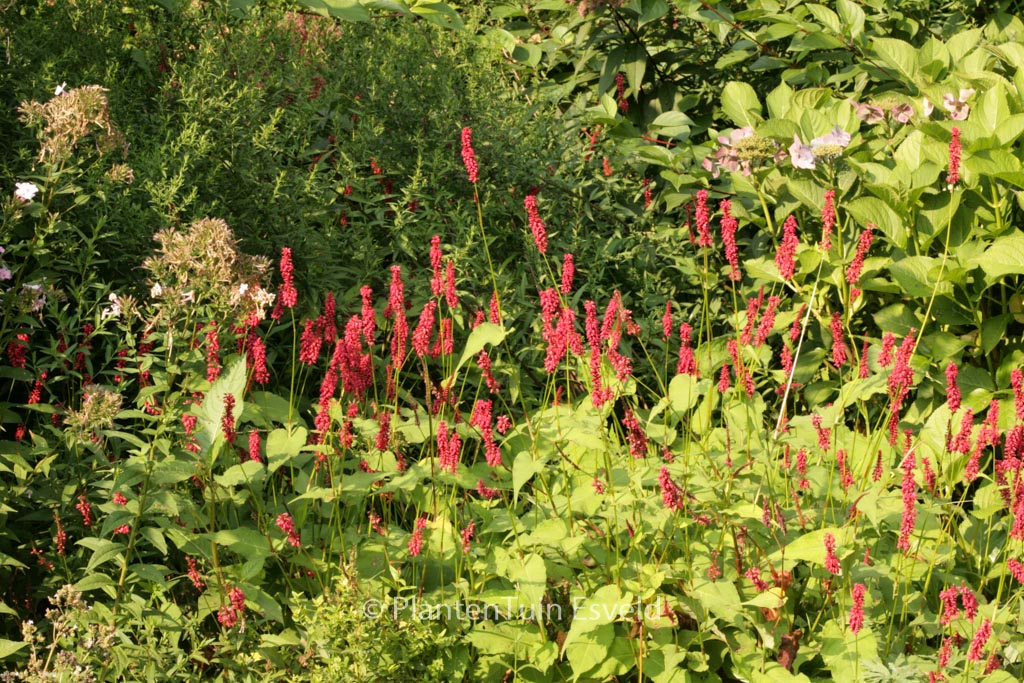 Persicaria amplexicaulis