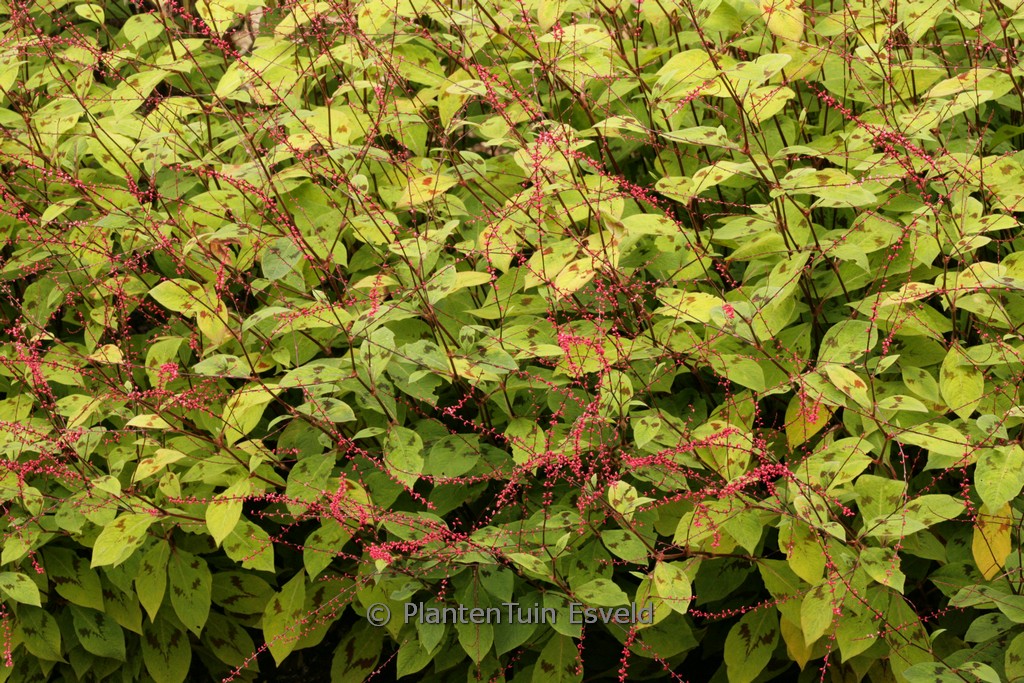Persicaria virginiana var. filiformis
