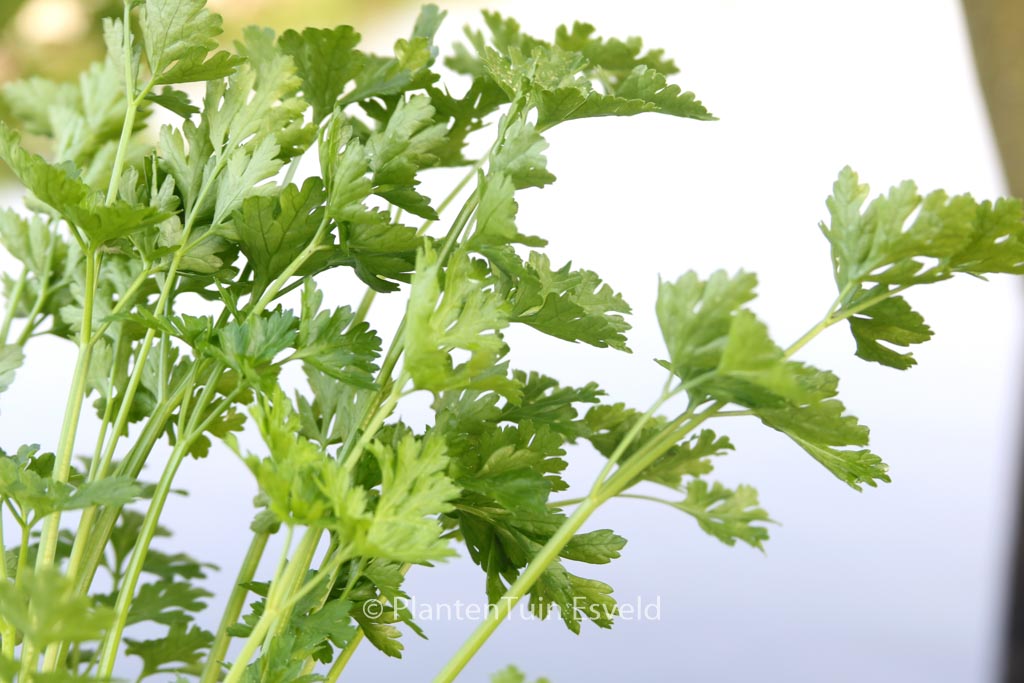 Petroselinum crispum ‘Gigant d’Italia’