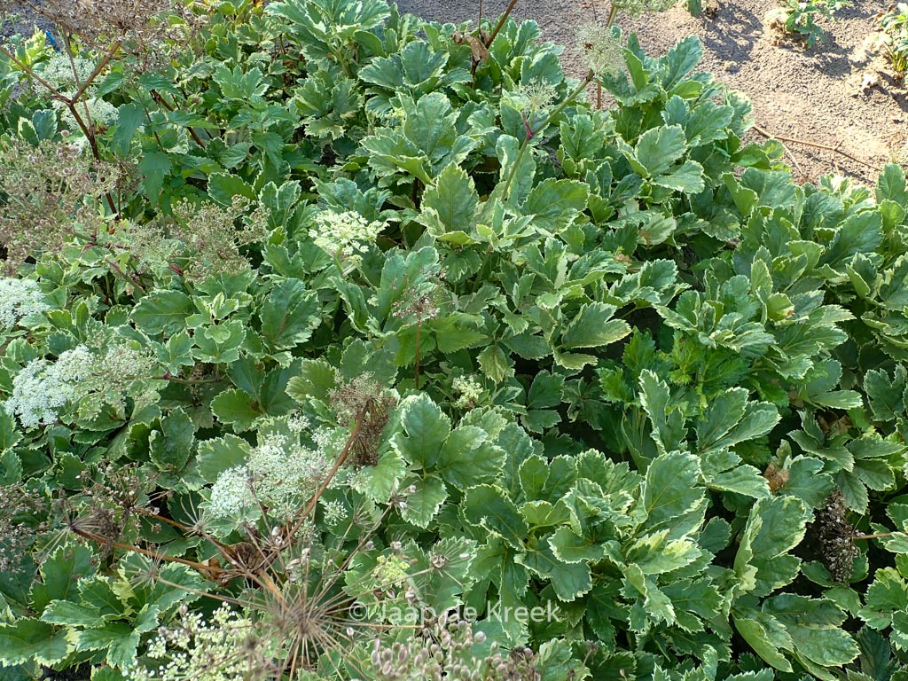 Peucedanum ostruthium ‘Daphnis’