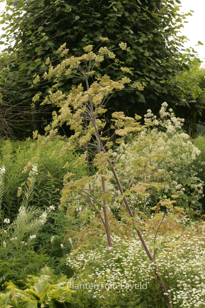 Peucedanum verticillare