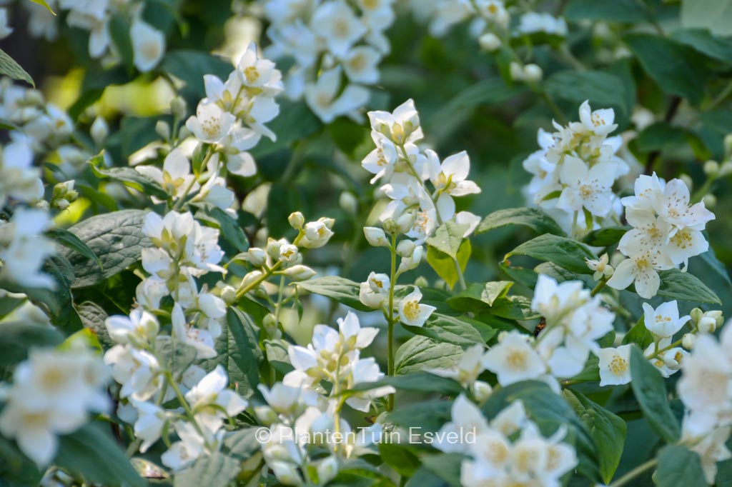 Philadelphus ‘Belle Etoile’