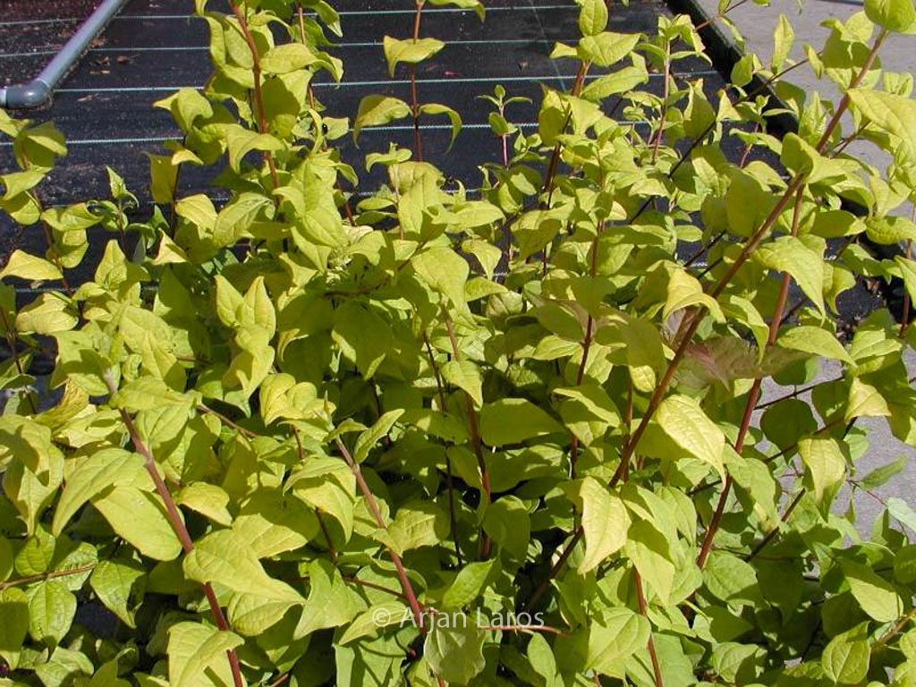 Philadelphus ‘Yellow Cab’