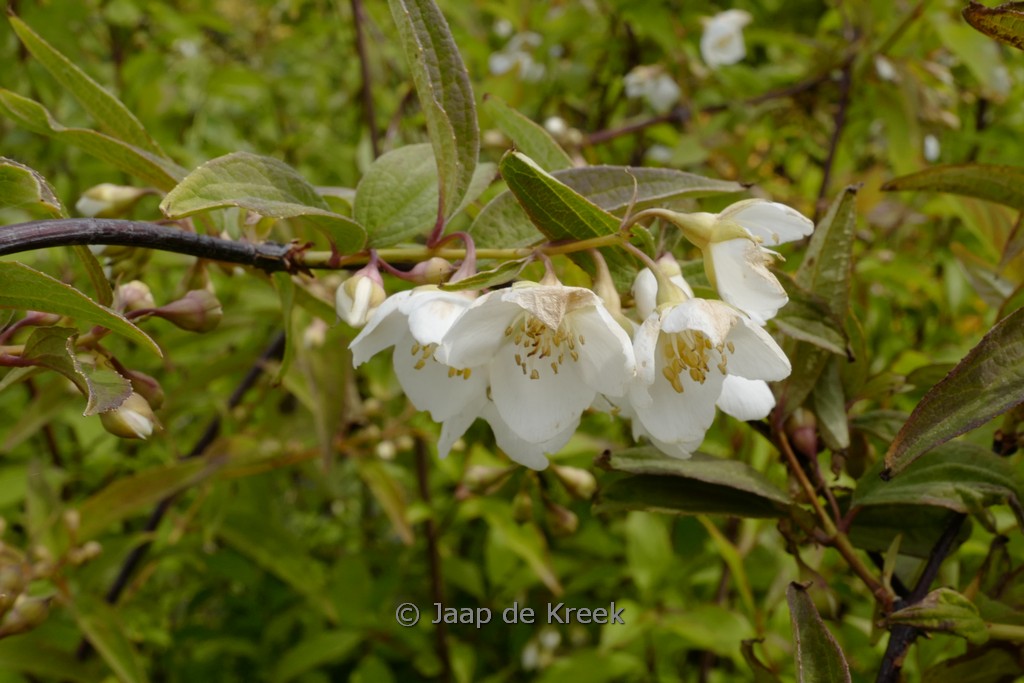 Philadelphus delavayi