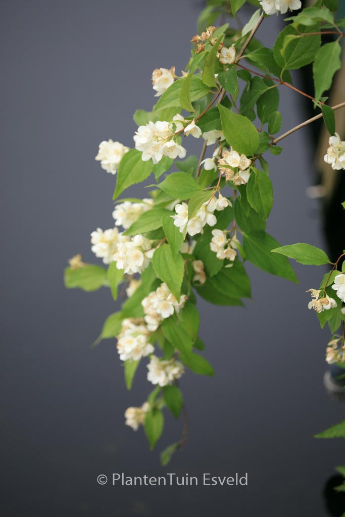 Philadelphus pekinensis