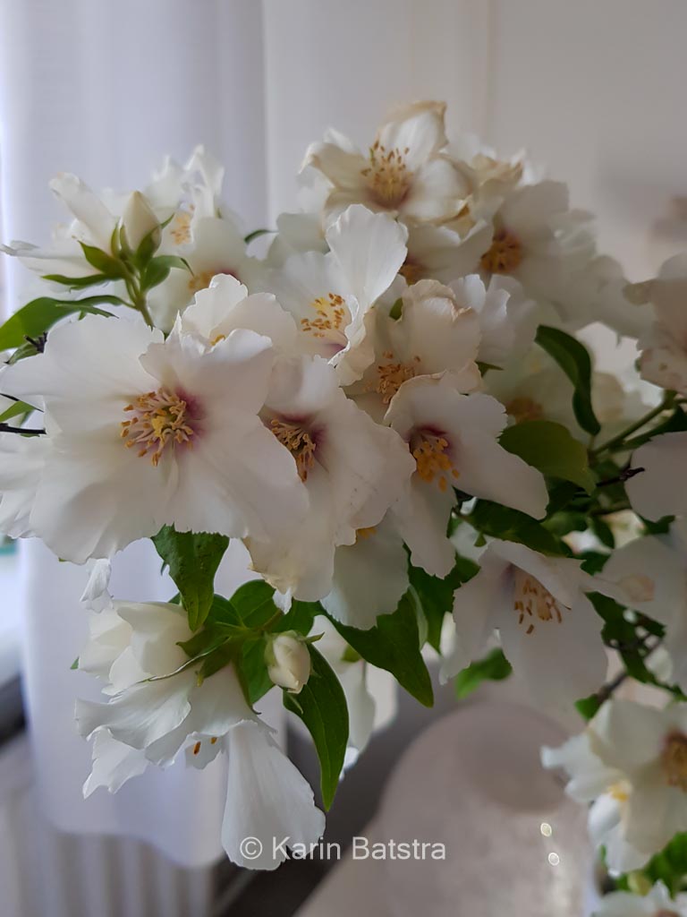 Philadelphus satsumi