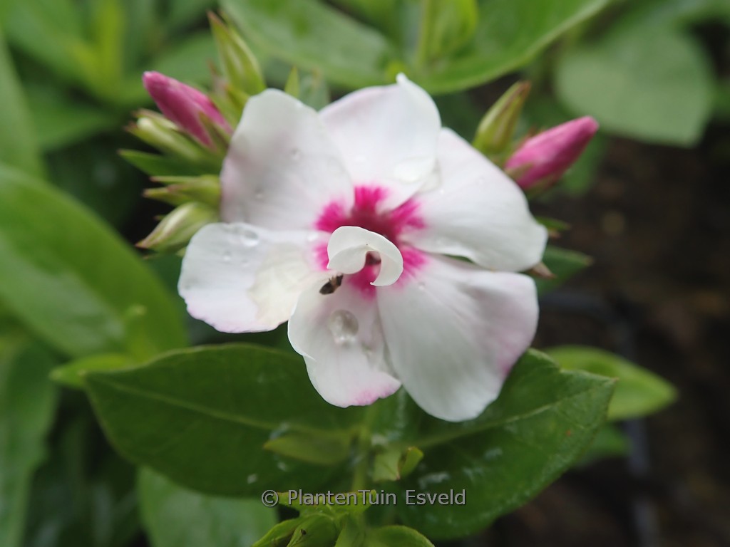 Phlox (FLAME) ‘White Eye’