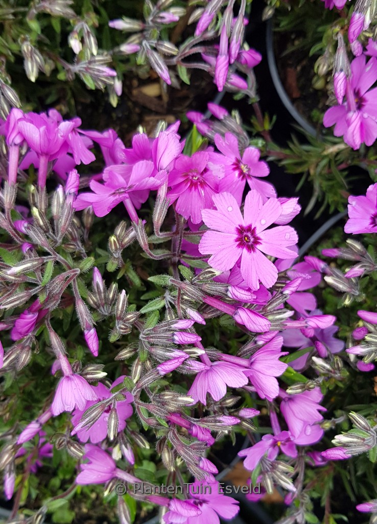 Phlox ‘Fabulous Dark Rose Eye’