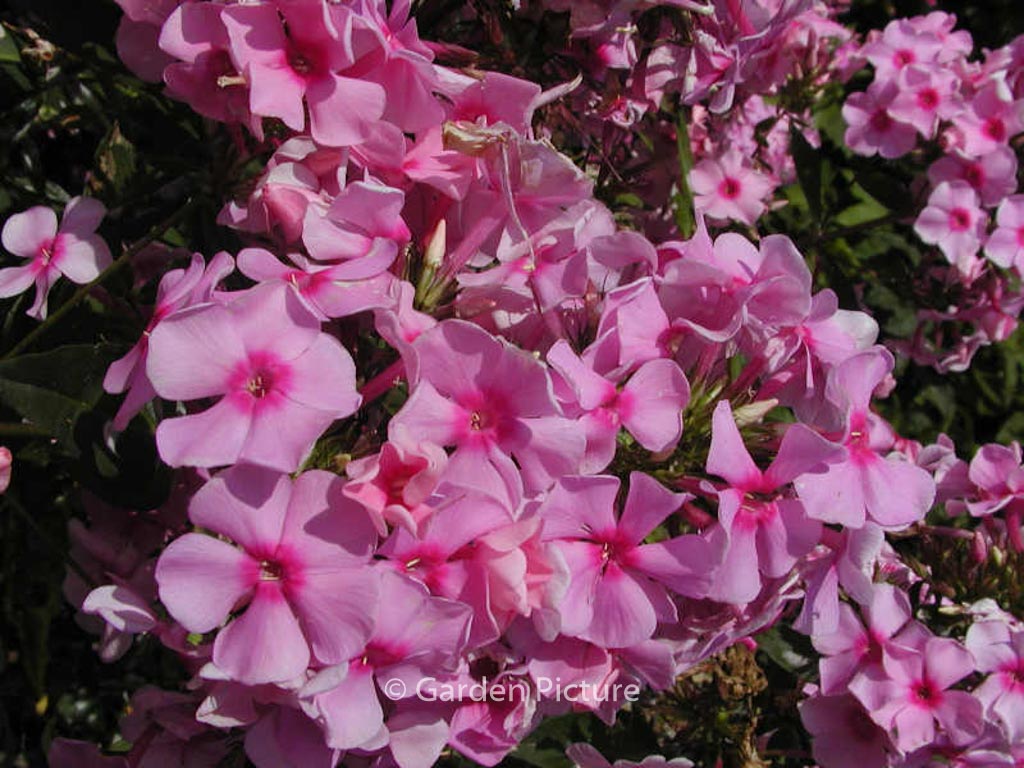 Phlox ‘Landhochzeit’