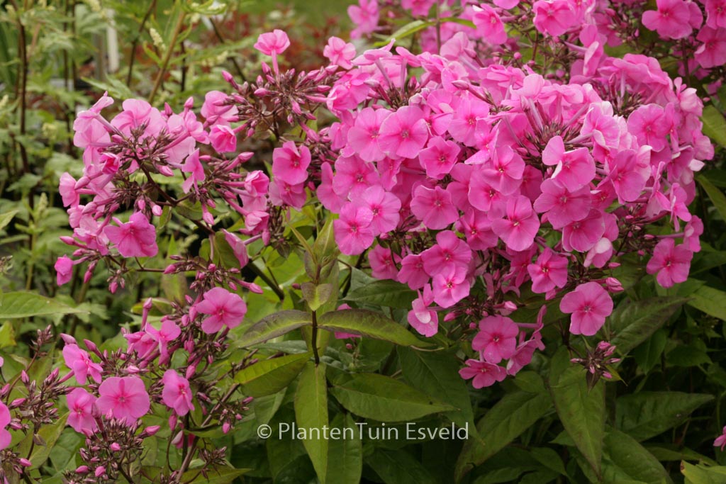 Phlox amplifolia ‘Winnetou’