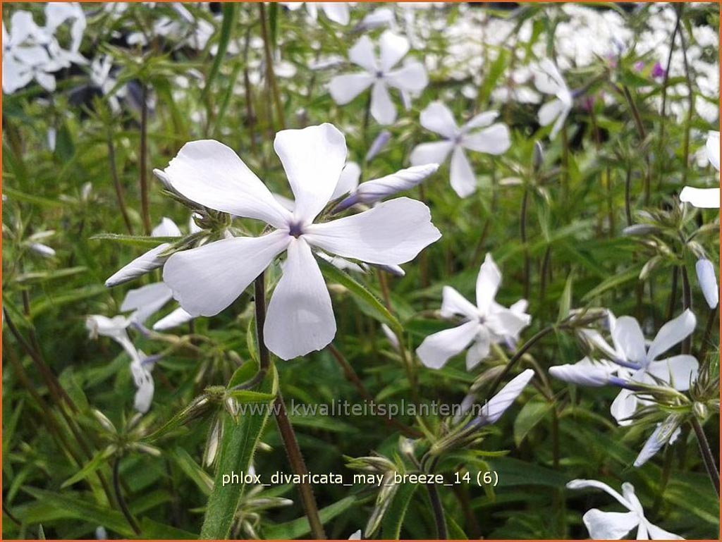 Phlox divaricata ‘May Breeze’