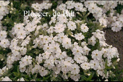 Phlox douglasii ‘White Admiral’