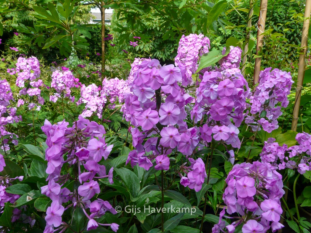 Phlox maculata ‘Alpha’