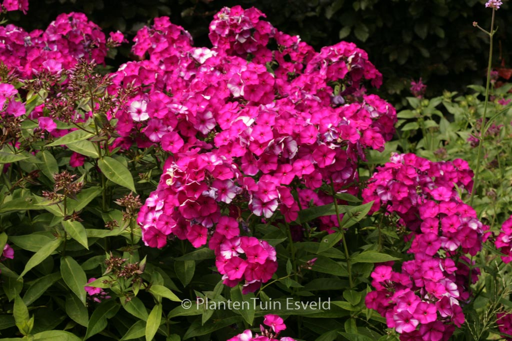 Phlox paniculata ‘Amethyst’