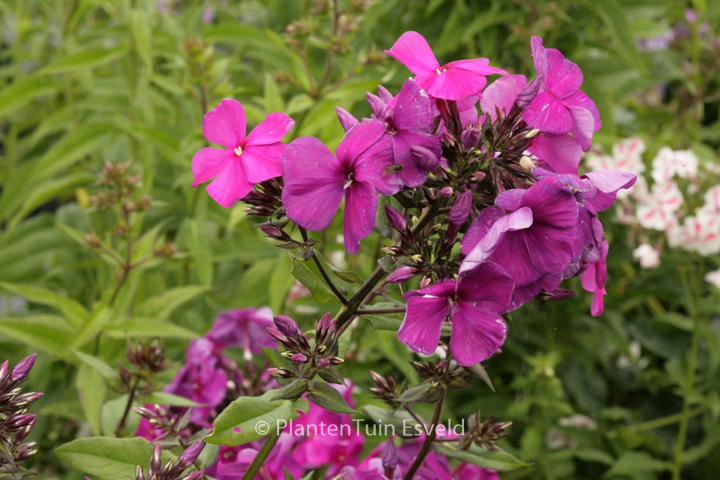 Phlox paniculata ‘Duesterlohe’