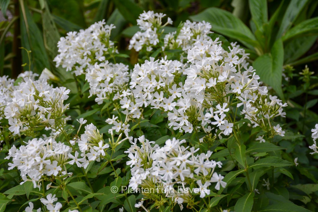 Phlox paniculata ‘Fujiyama’