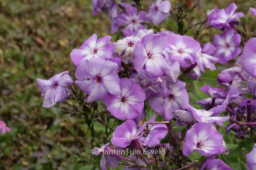Phlox paniculata ‘Laura’