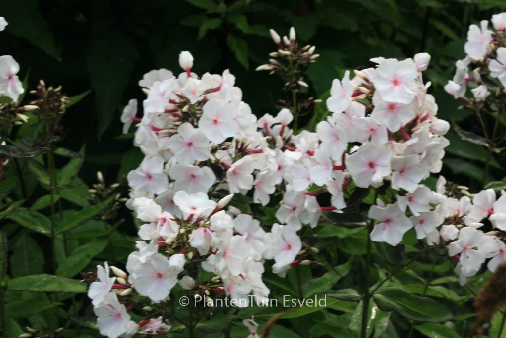 Phlox paniculata ‘Popeye’