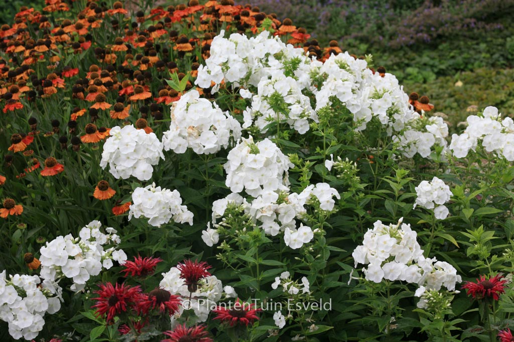 Phlox paniculata ‘Rembrandt’