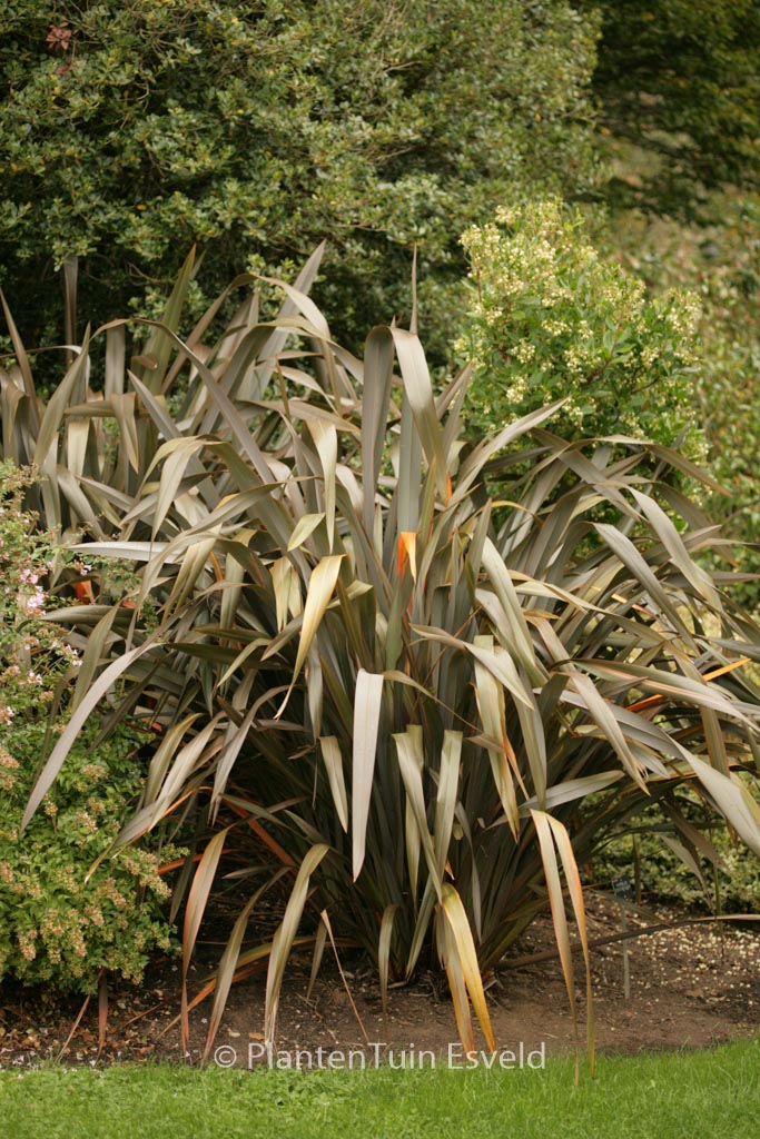 Phormium ‘Evening Glow’