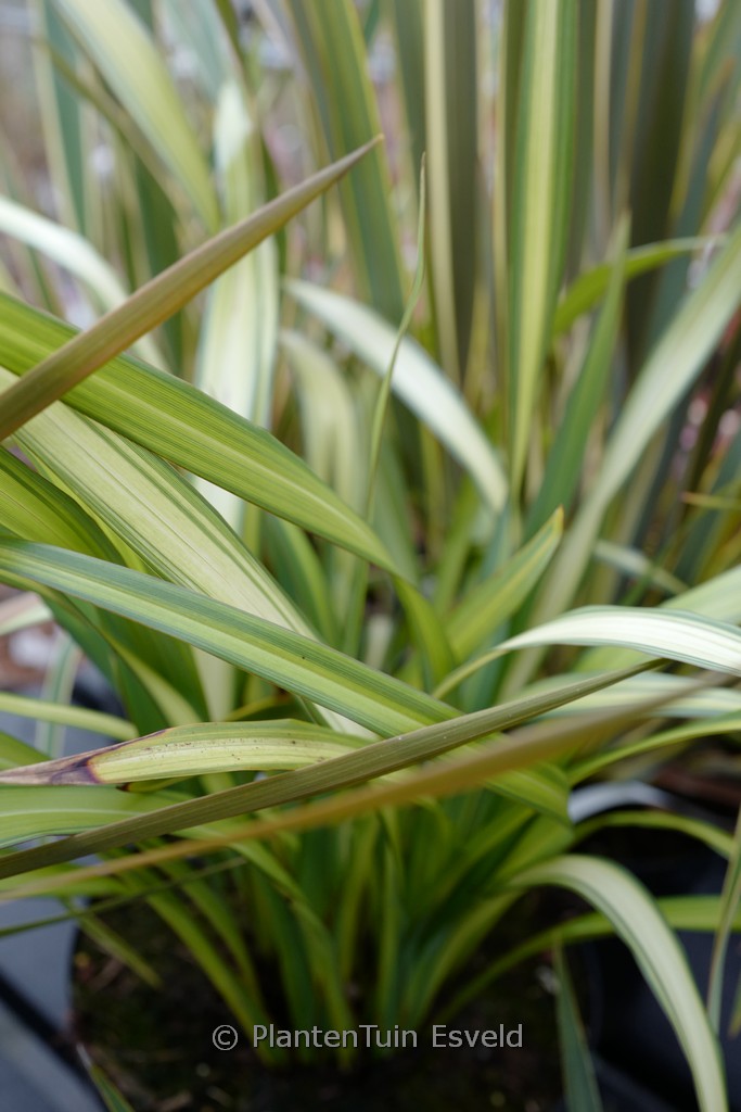 Phormium ‘Gold Sword’