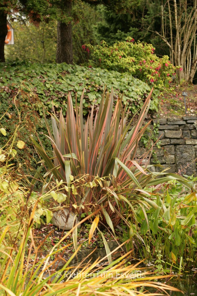 Phormium ‘Rainbow Queen’