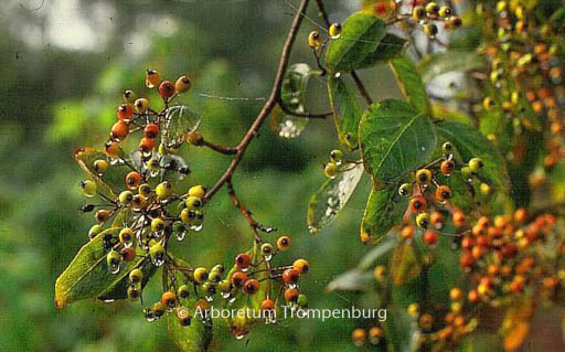 Photinia beauverdiana notabilis