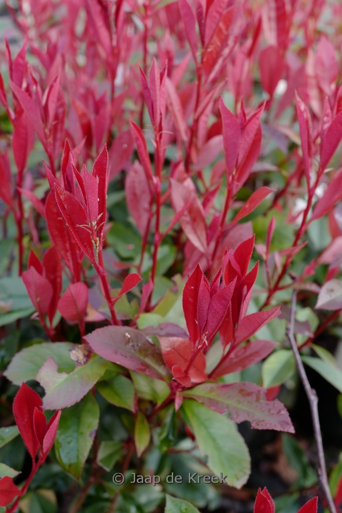 Photinia fraseri ‘Carre Rouge’