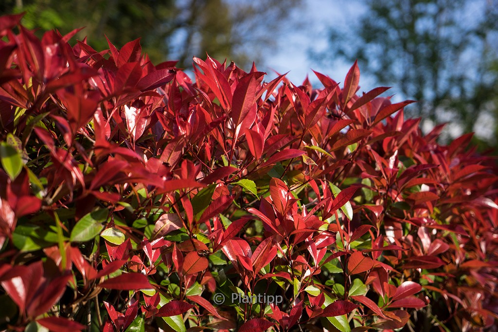 Photinia fraseri ‘Devil’s Dream’