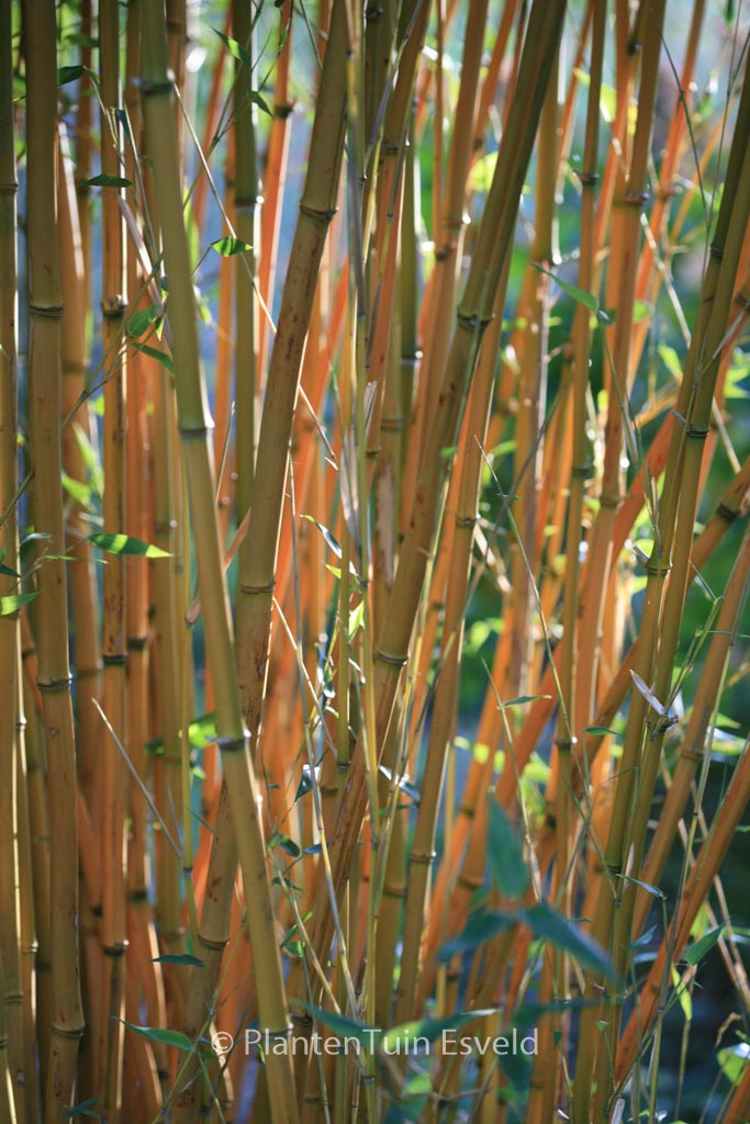 Phyllostachys aureosulcata ‘Aureocaulis’