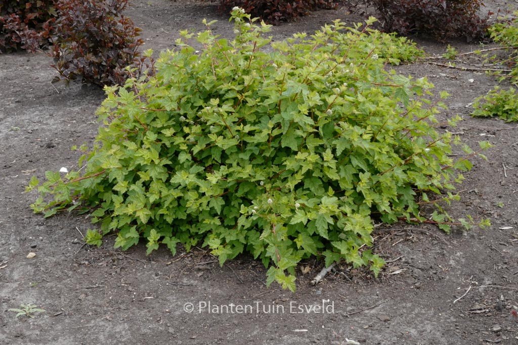 Physocarpus capitatus ‘Tilden Park’