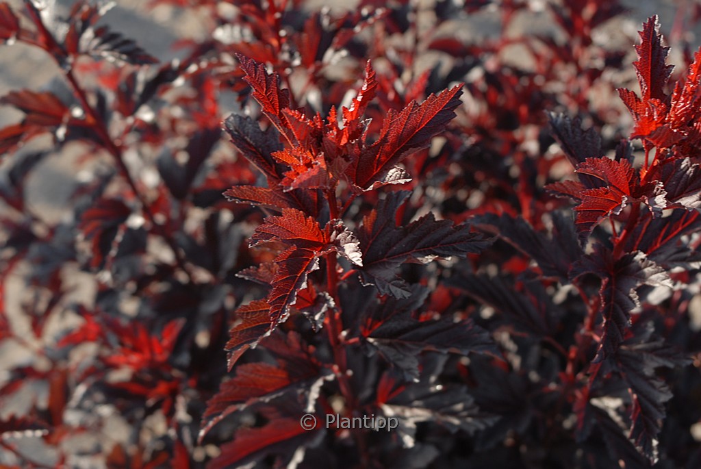 Physocarpus opulifolius ‘All Black’