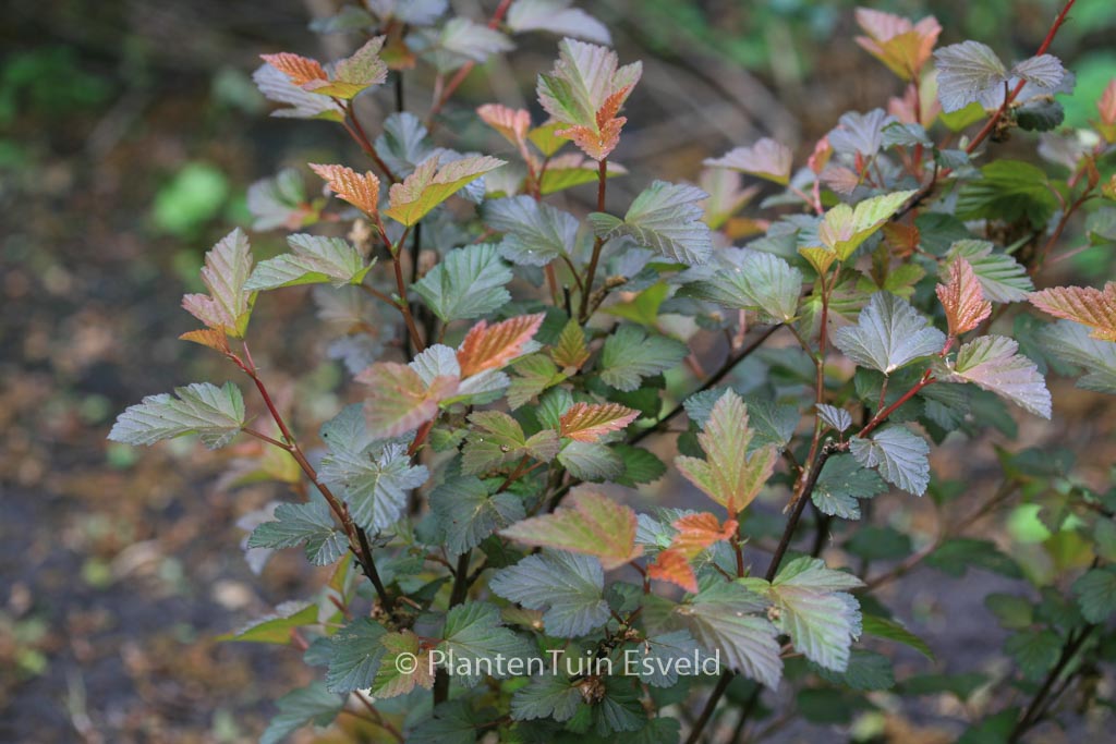 Physocarpus opulifolius ‘Center Glow’