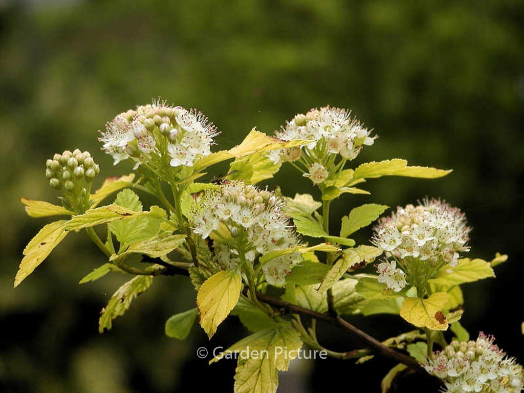 Physocarpus opulifolius ‘Dart’s Gold’