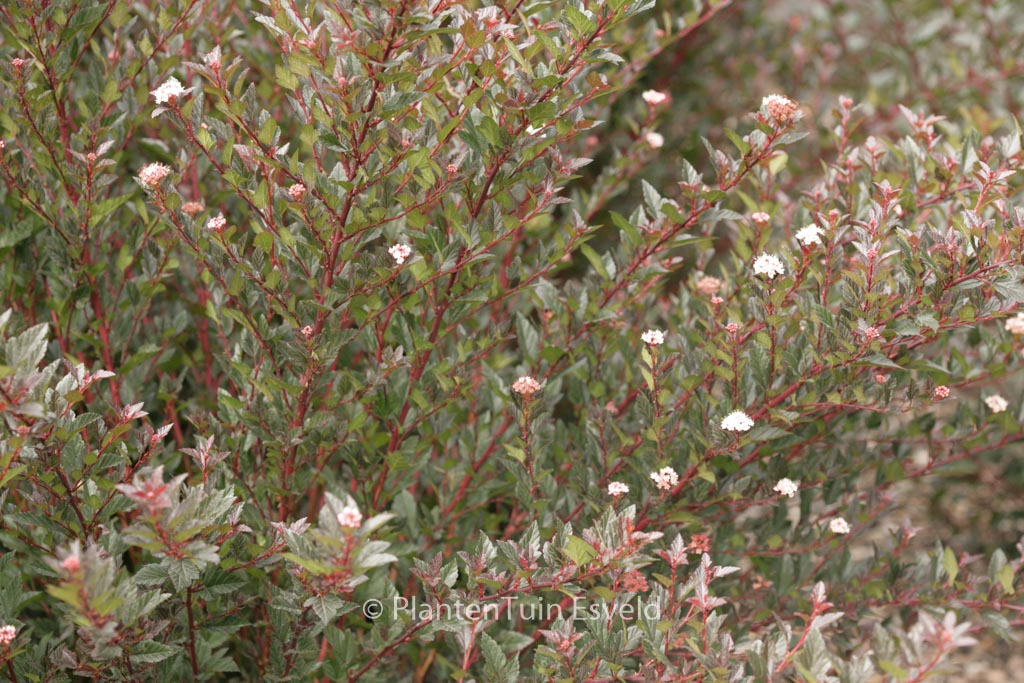 Physocarpus opulifolius ‘Donna May’ (LITTLE DEVIL)