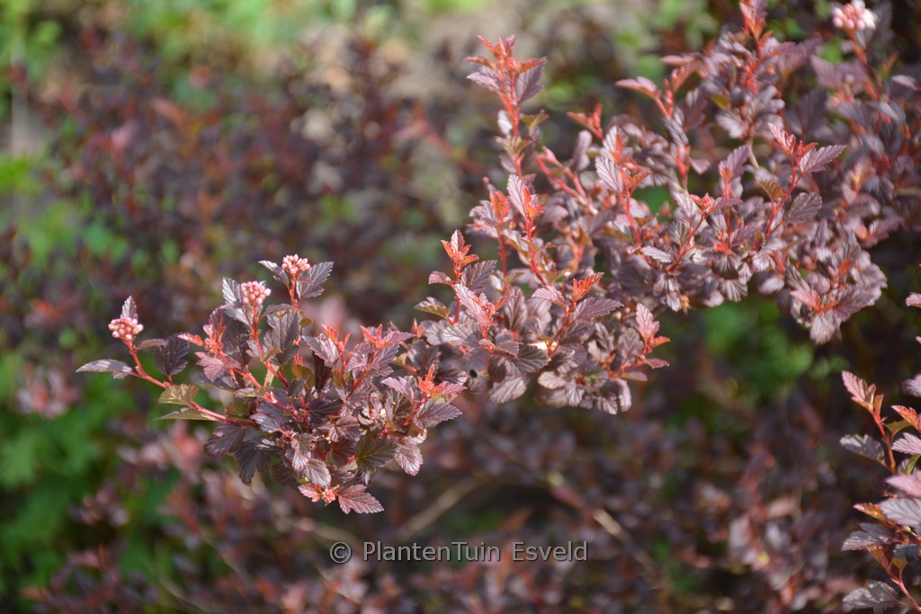 Physocarpus opulifolius ‘Sweet Cherry Tea’