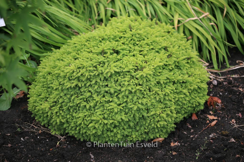 Picea abies ‘Little Gem’