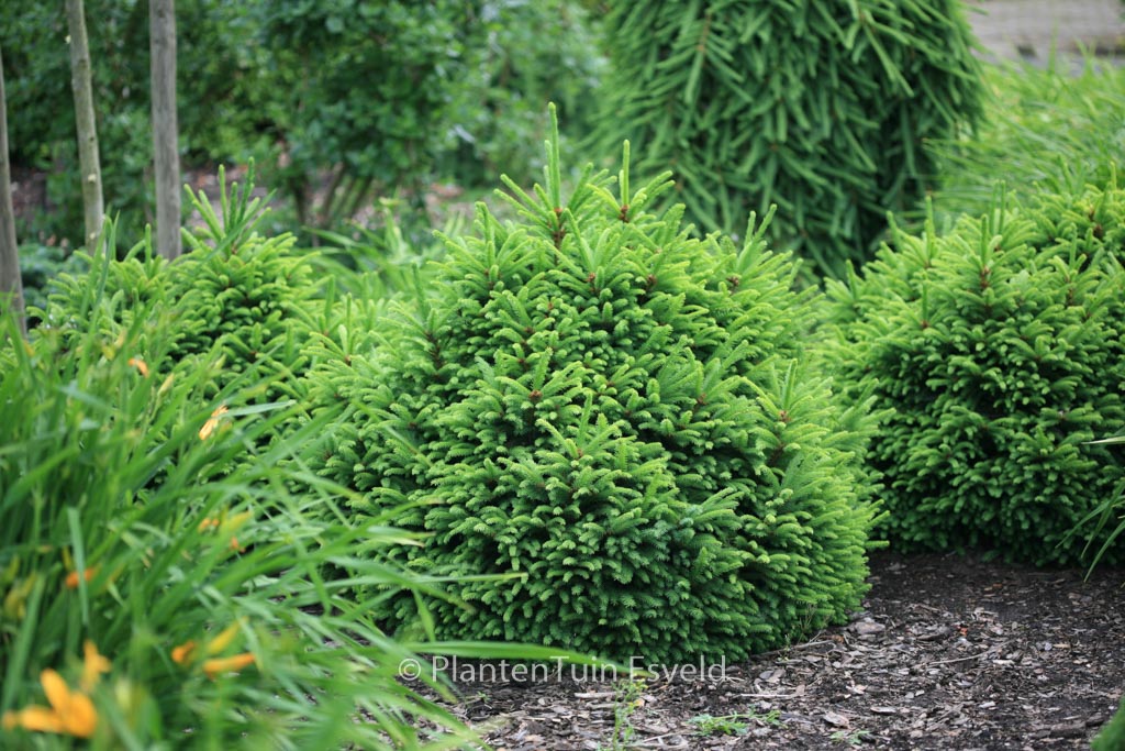 Picea abies ‘Ohlendorffii’