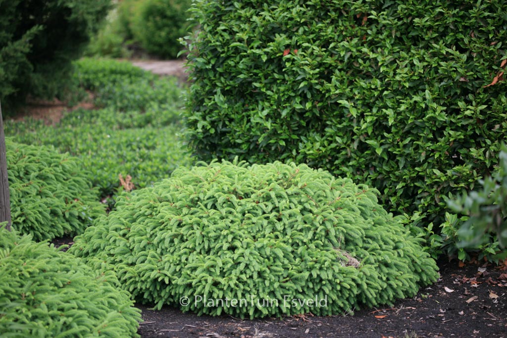 Picea abies ‘Repens’