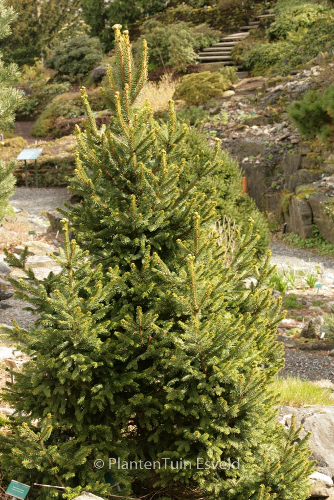 Picea abies ‘Will’s Zwerg’